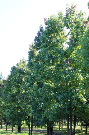 ambrowiec amerykanski - wysokie drzewo ozdobne wiosną i latem zielone